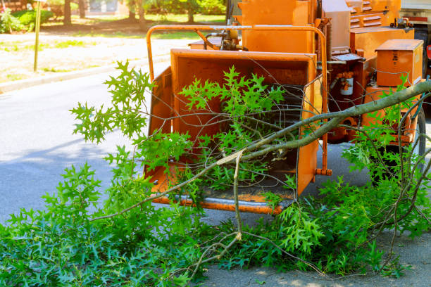 Trusted Colbert, OK Tree Service Experts